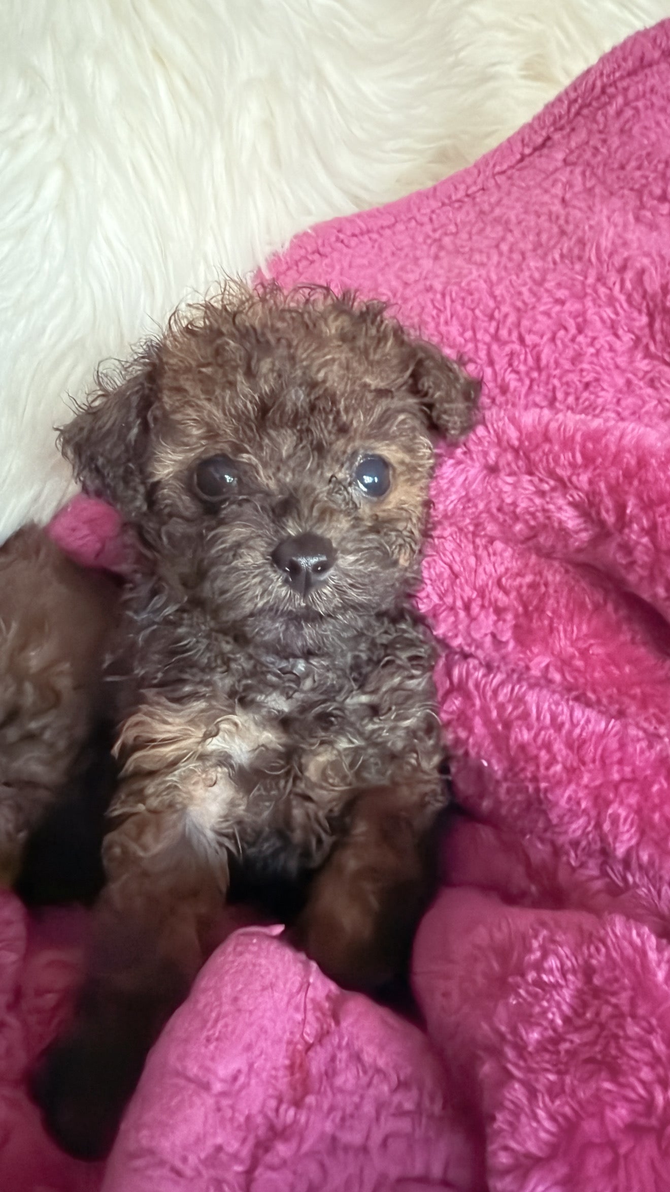 Ruby - AKC Registered Female Toy Poodle - DOB:(5/9/2025)