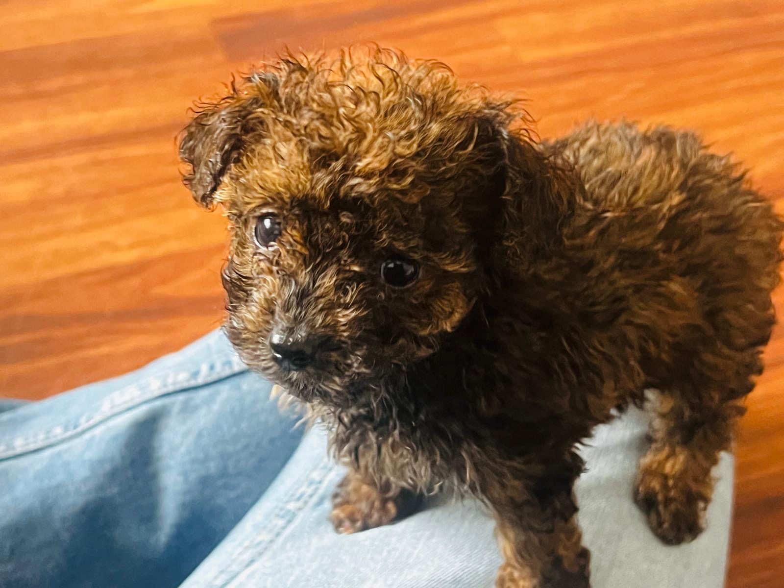 Ruby - AKC Registered Female Toy Poodle - DOB:(5/9/2025)