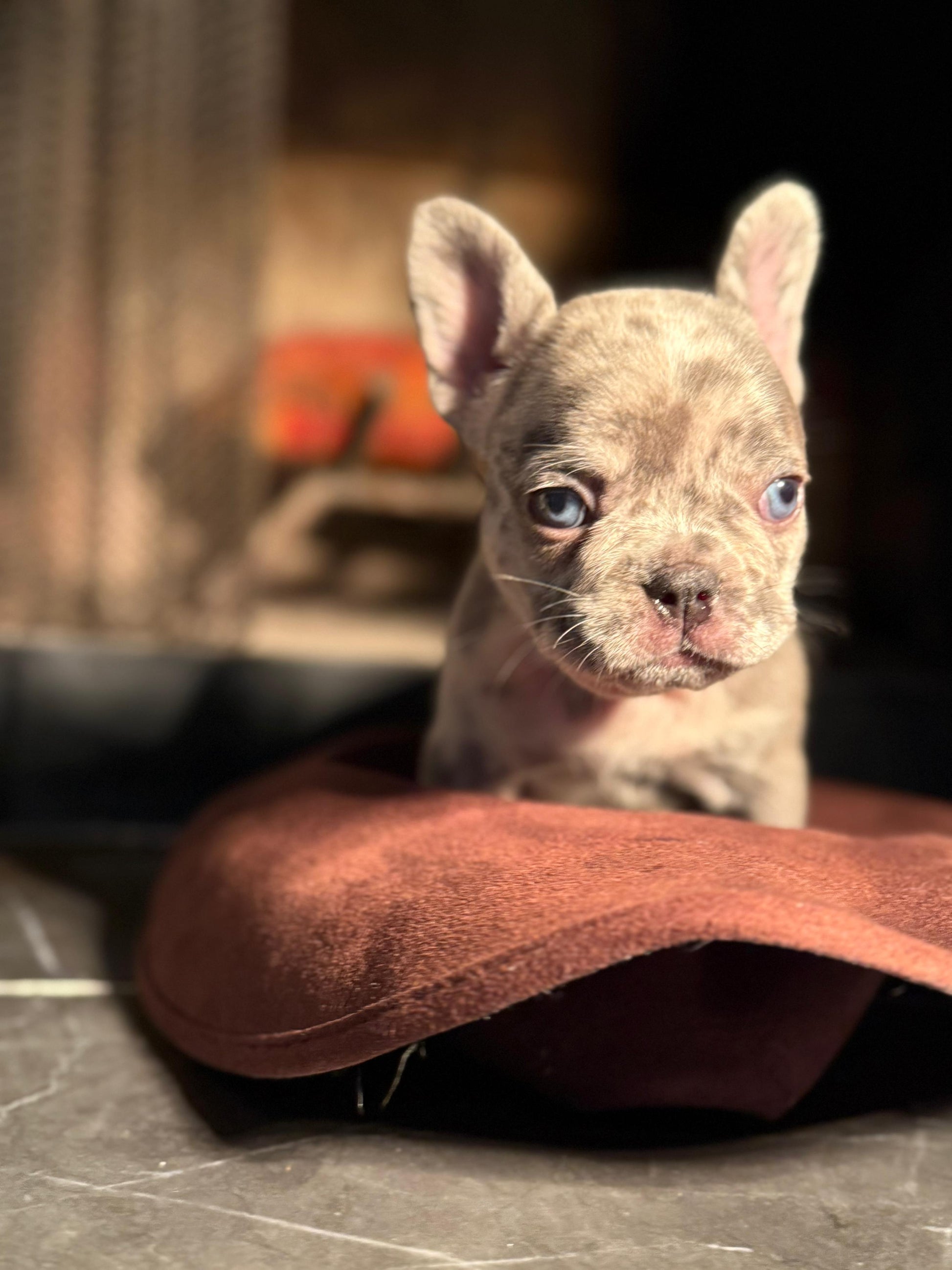 Bella -  AKC Registered Female French Bulldog DOB: 6/14/2025