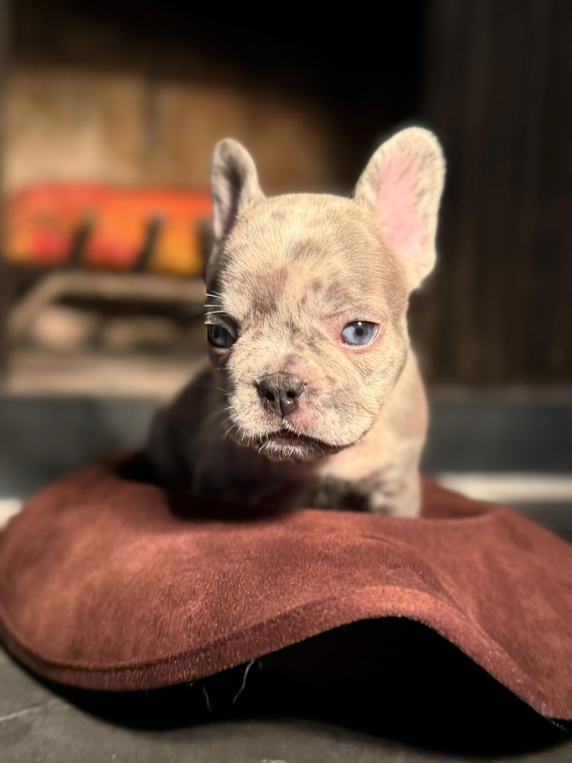 Bella -  AKC Registered Female French Bulldog DOB: 6/14/2025