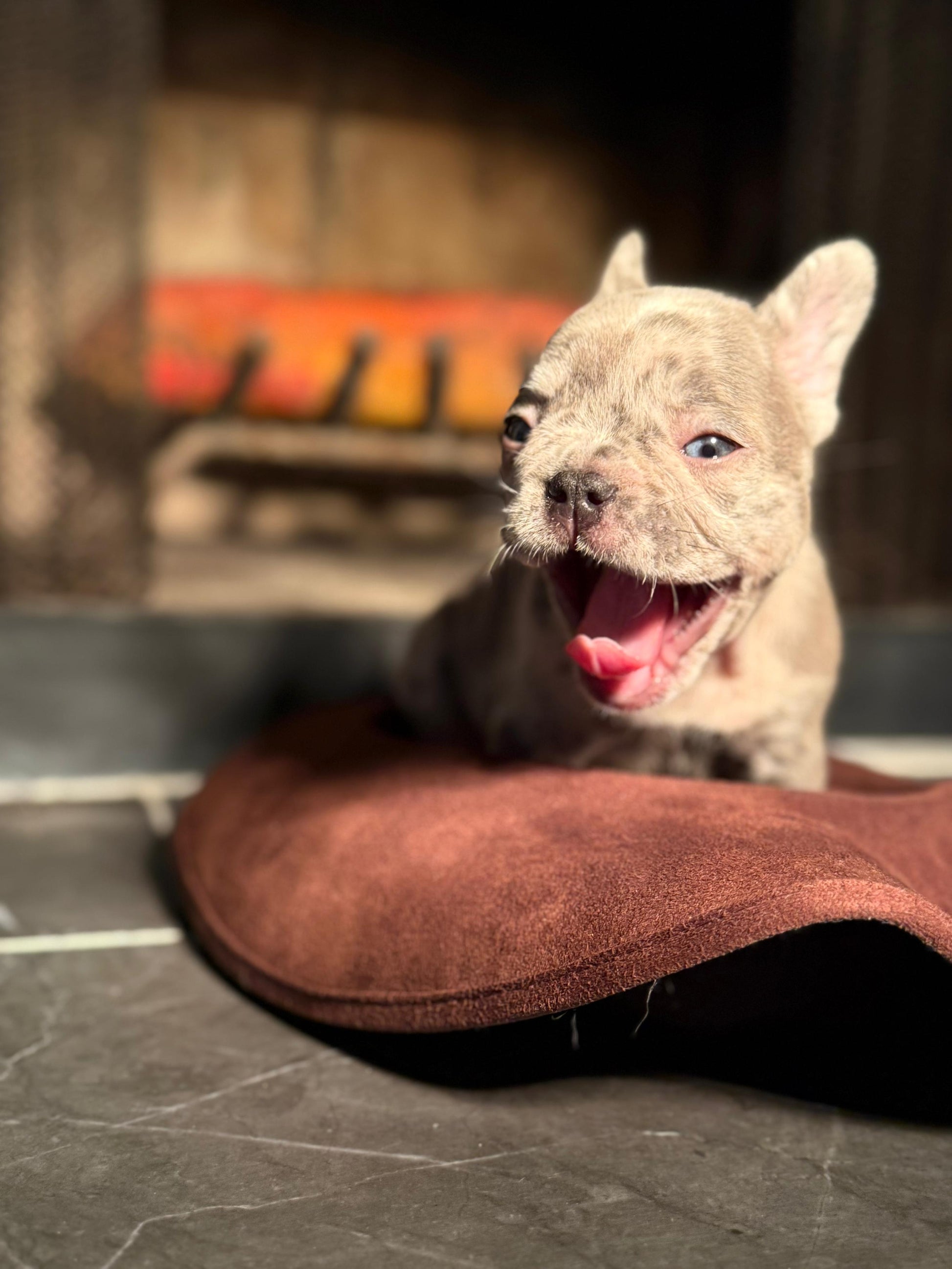 Bella -  AKC Registered Female French Bulldog DOB: 6/14/2025
