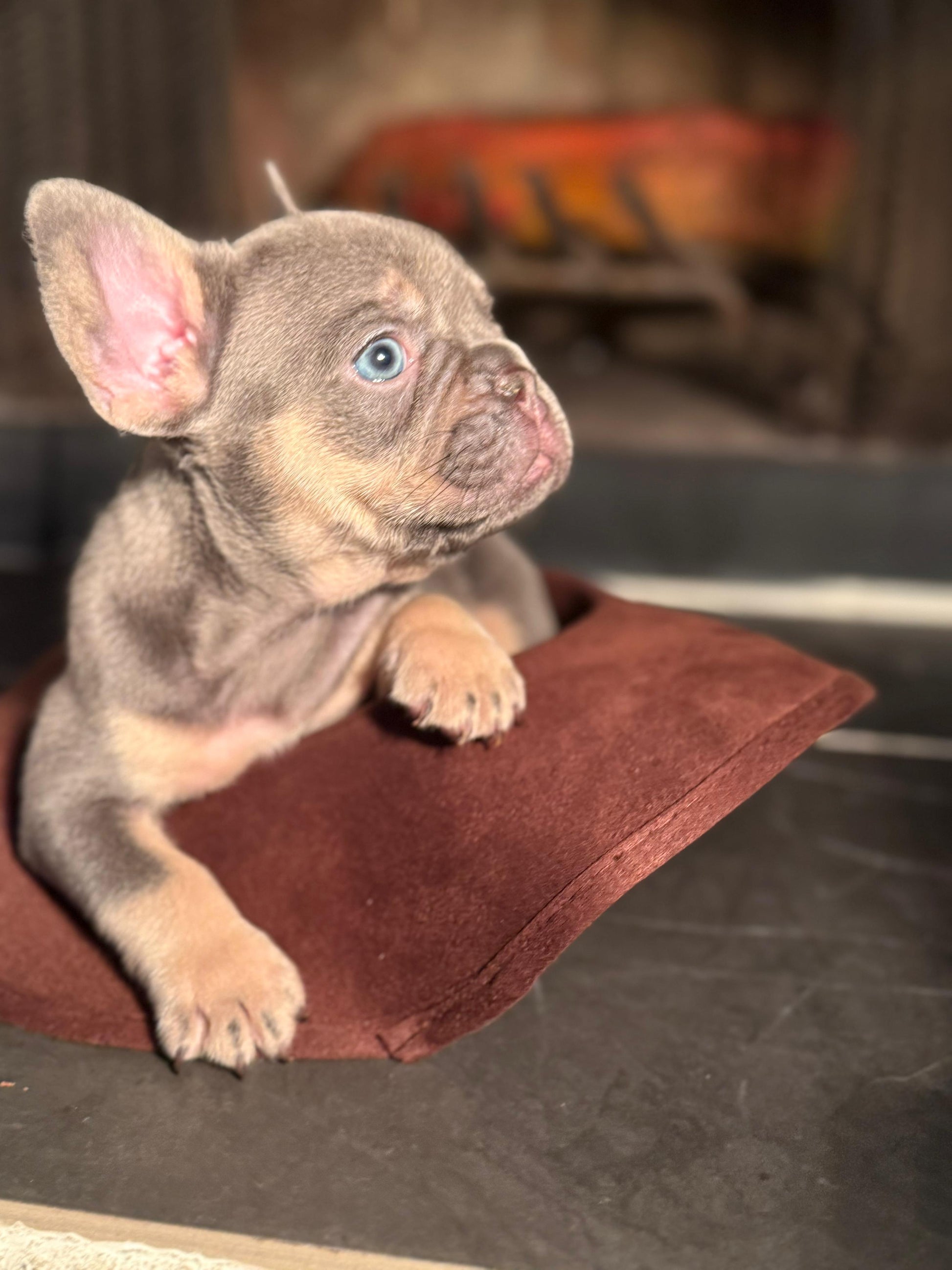 Chrome - AKC Registered Male French Bulldog - DOB:(6/14/2025)