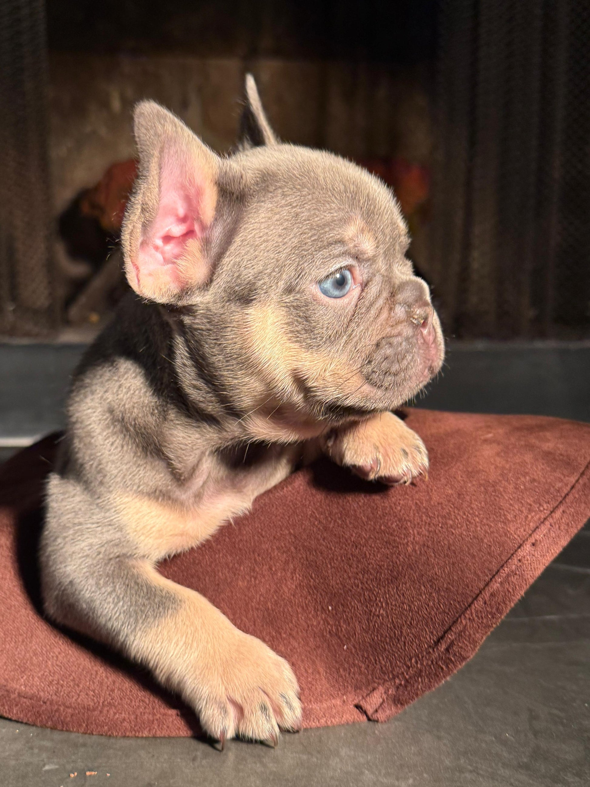 Chrome - AKC Registered Male French Bulldog - DOB:(6/14/2025)