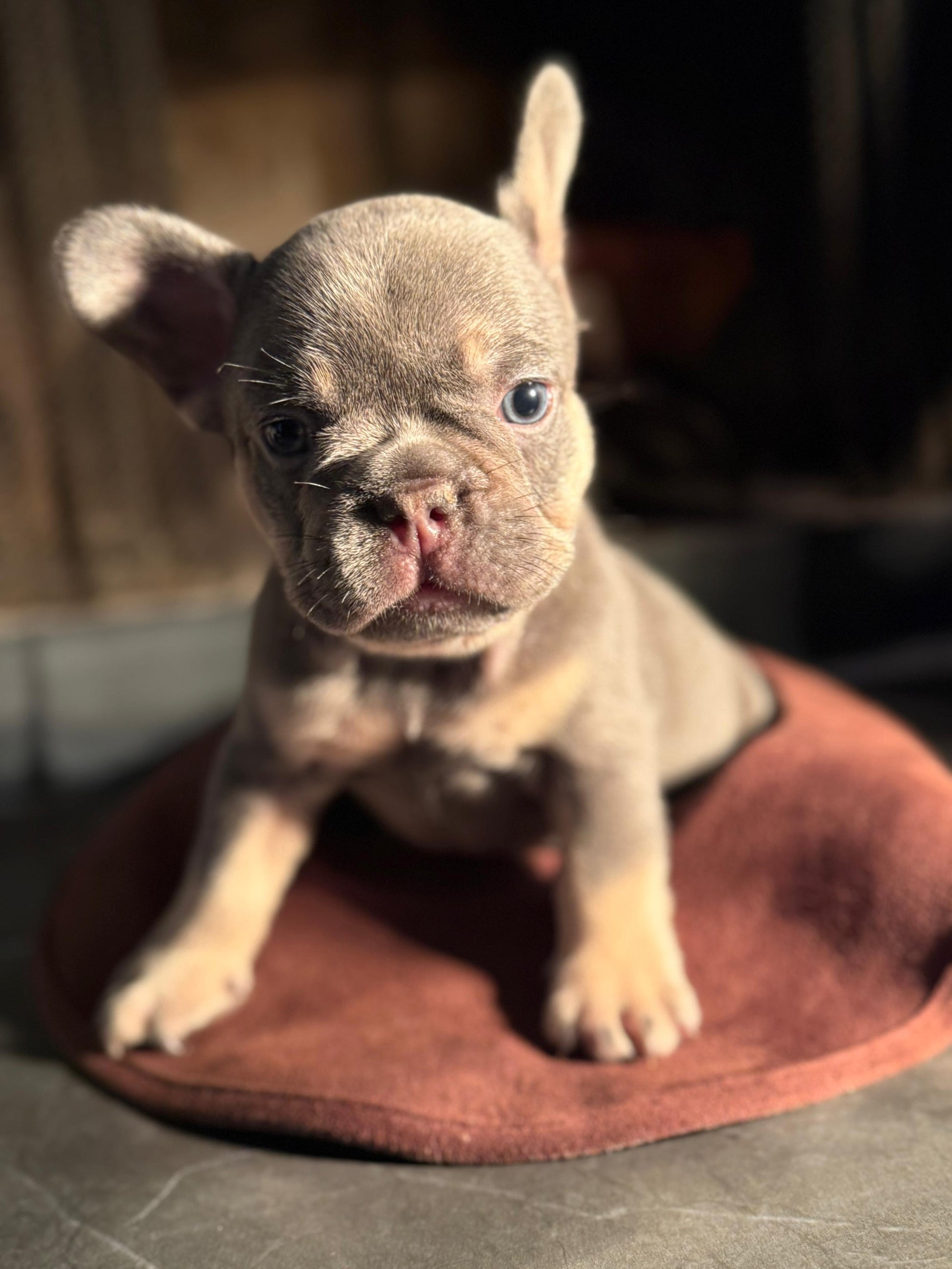 Chrome - AKC Registered Male French Bulldog - DOB:(6/14/2025)