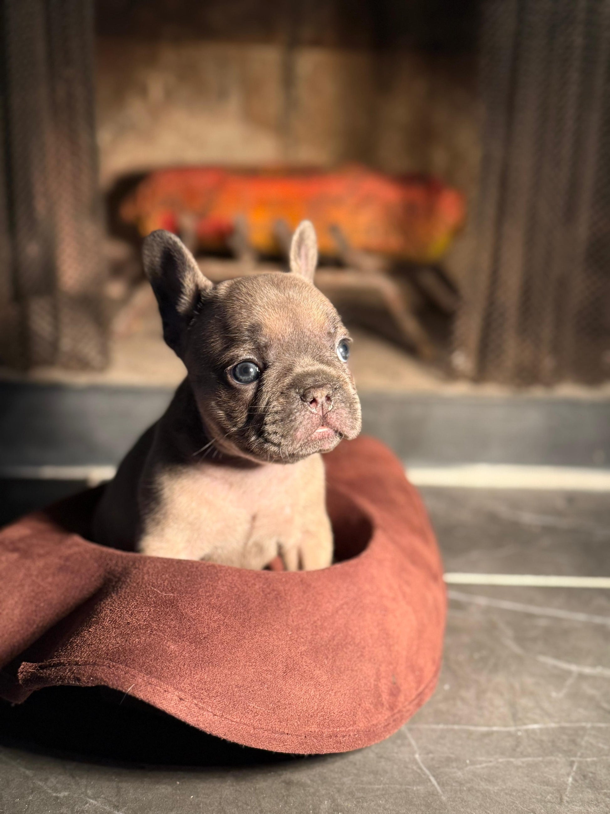 Echo - AKC Registered Male French Bulldog - DOB:(6/14/2025)