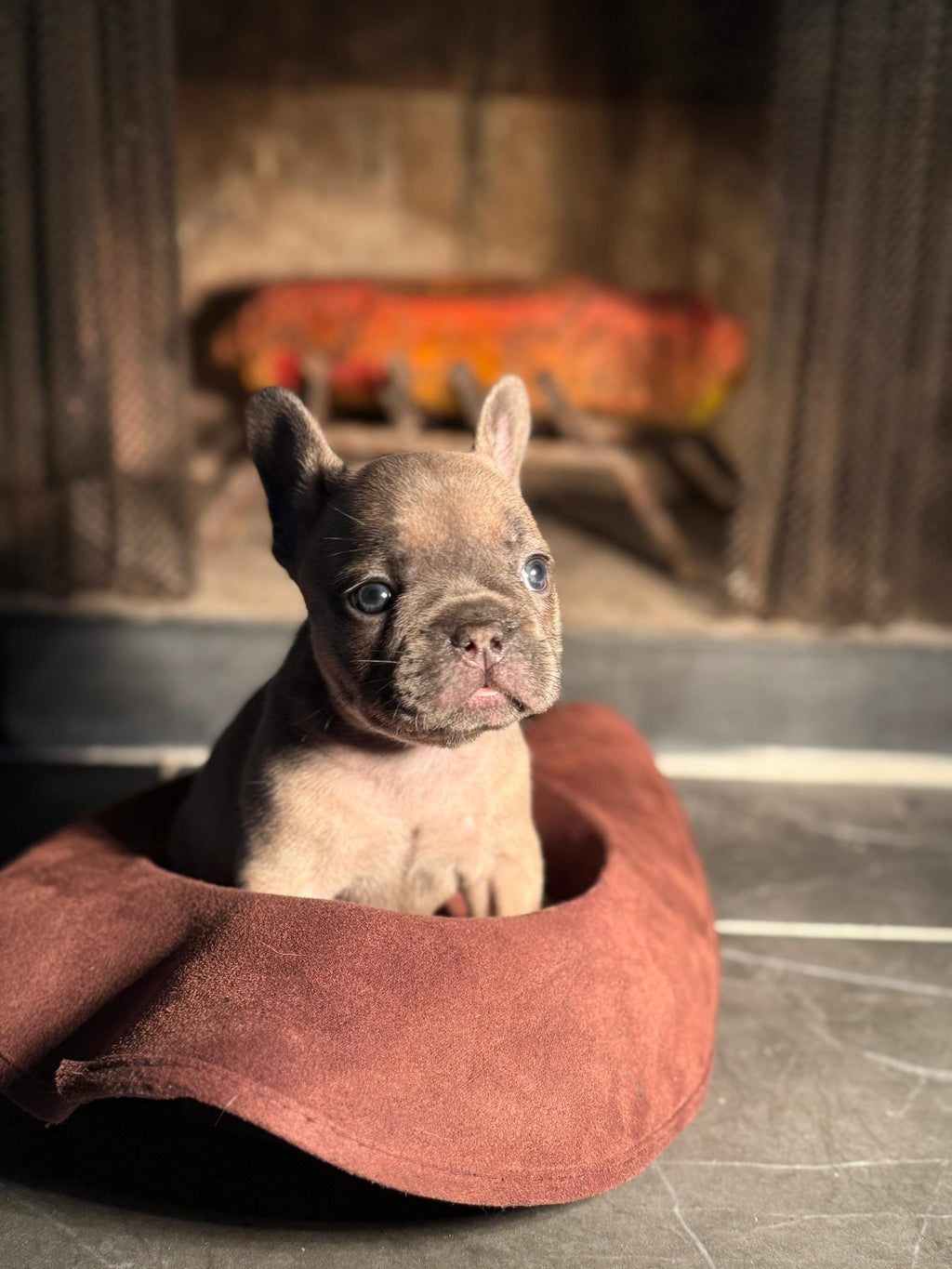 Echo - AKC Registered Female French Bulldog - DOB:(6/14/2025)