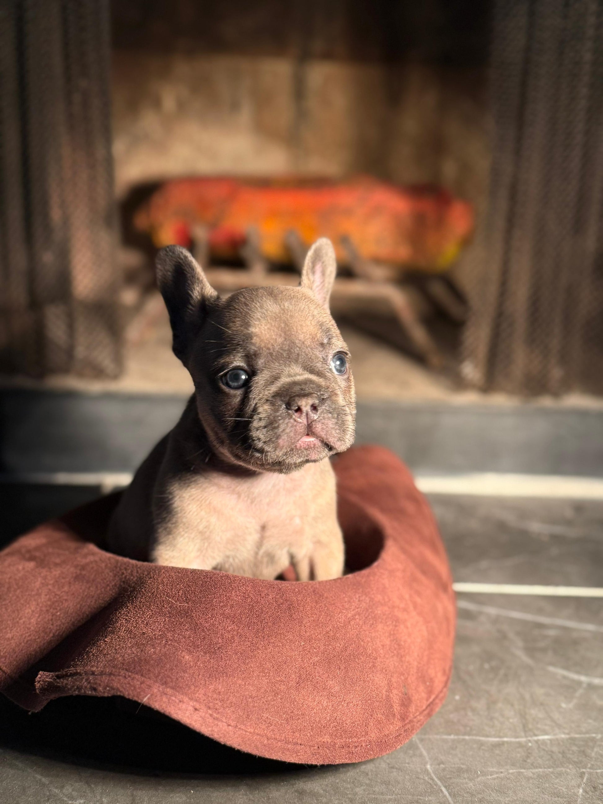 Echo - AKC Registered Male French Bulldog - DOB:(6/14/2025)