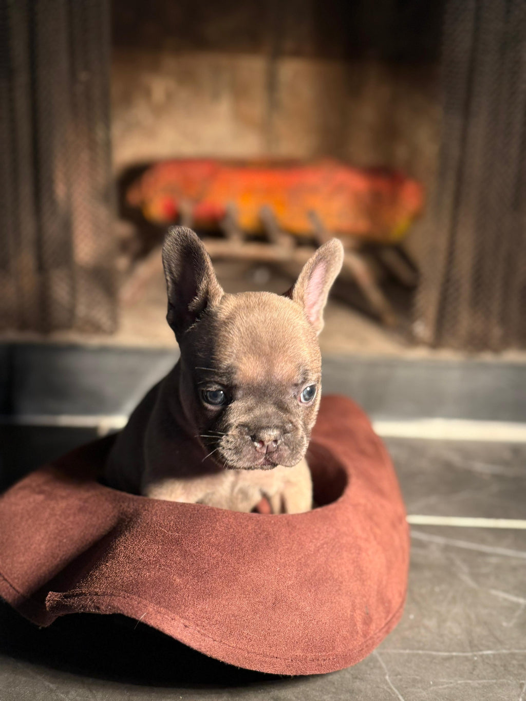Echo - AKC Registered Female French Bulldog - DOB:(6/14/2025)