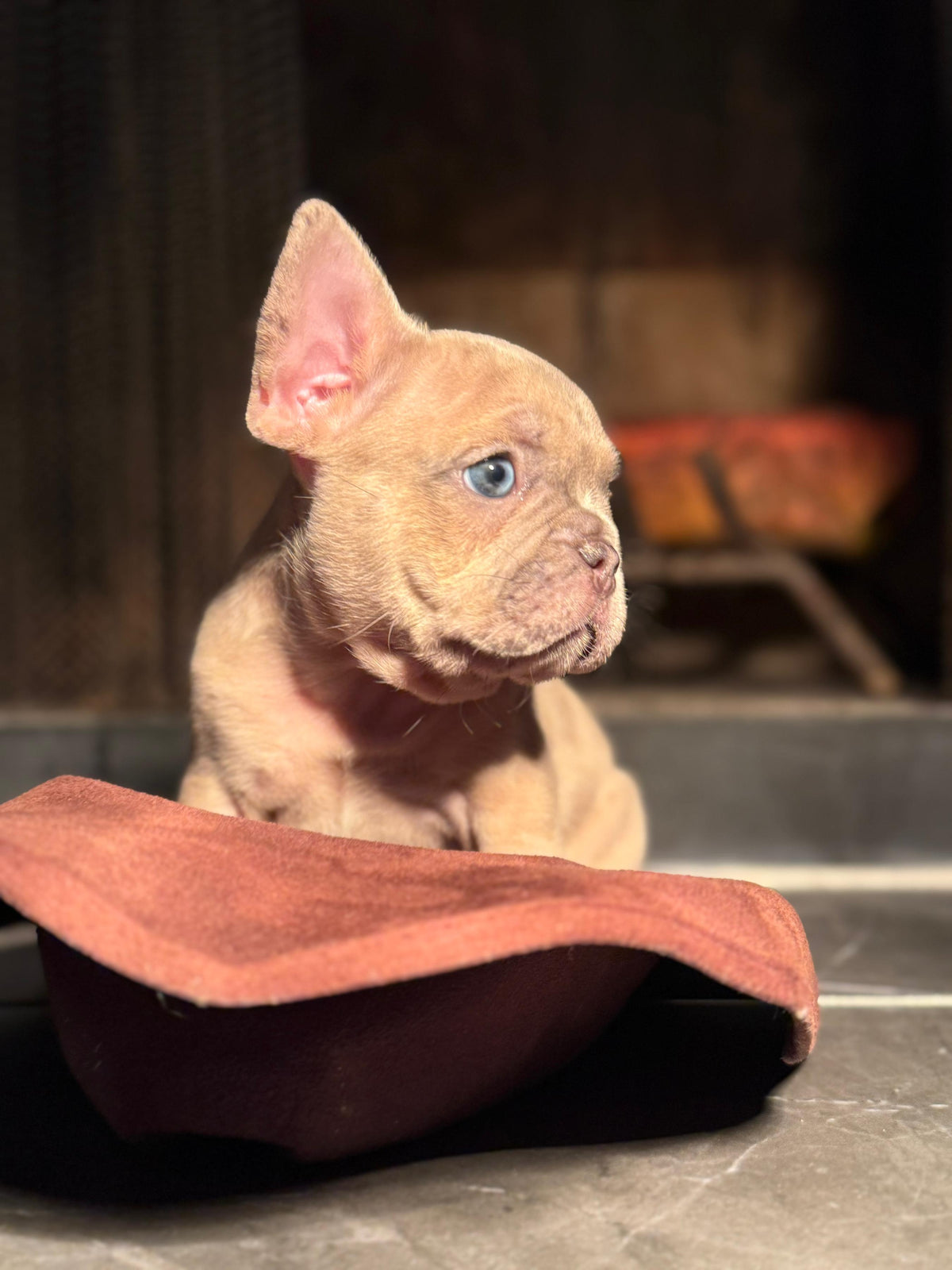 Kilo - AKC Registered Male French Bulldog DOB: 6/14/2025