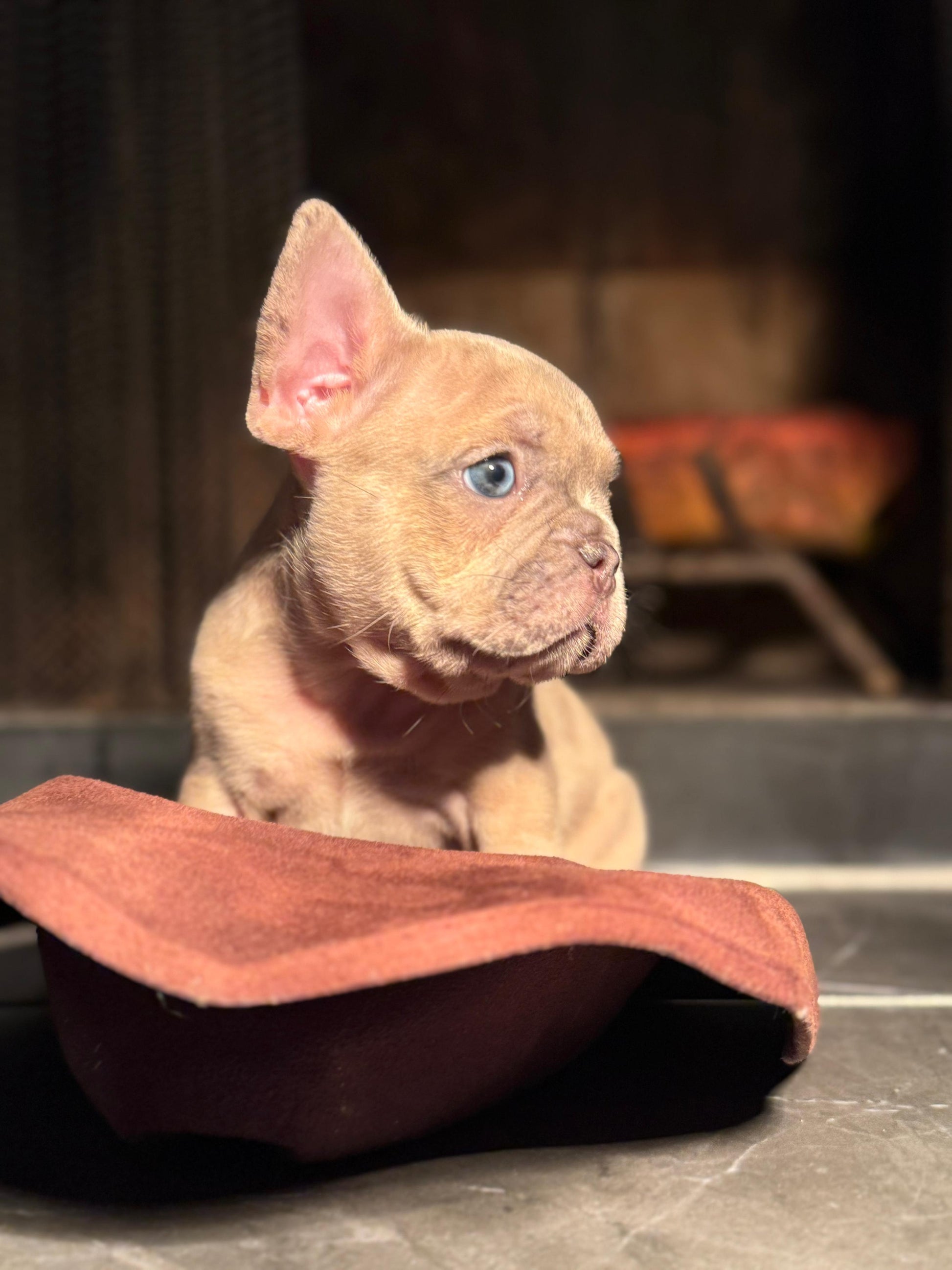 Kilo - AKC Registered Male French Bulldog DOB: 6/14/2025