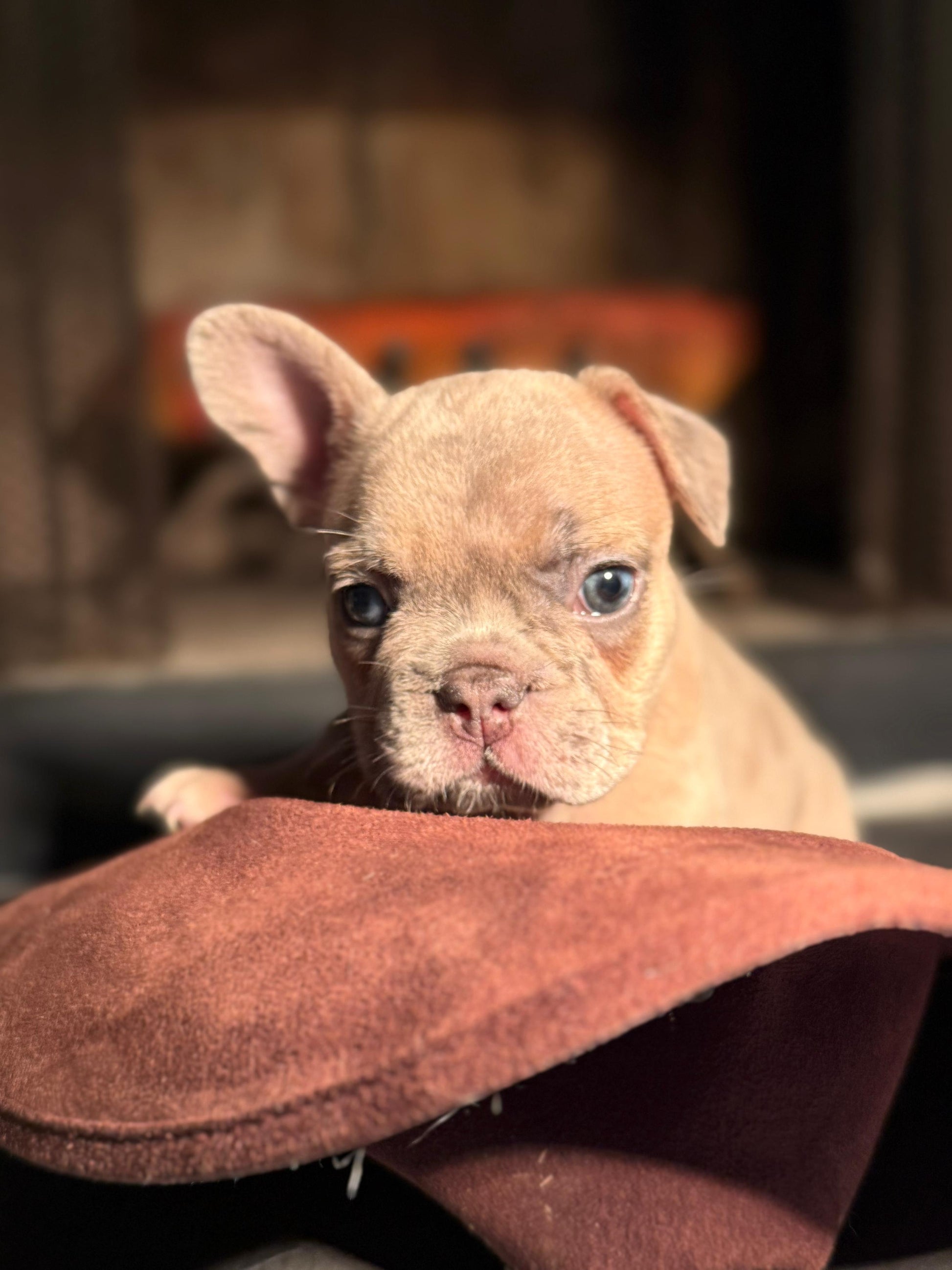 Kilo - AKC Registered Male French Bulldog DOB: 6/14/2025