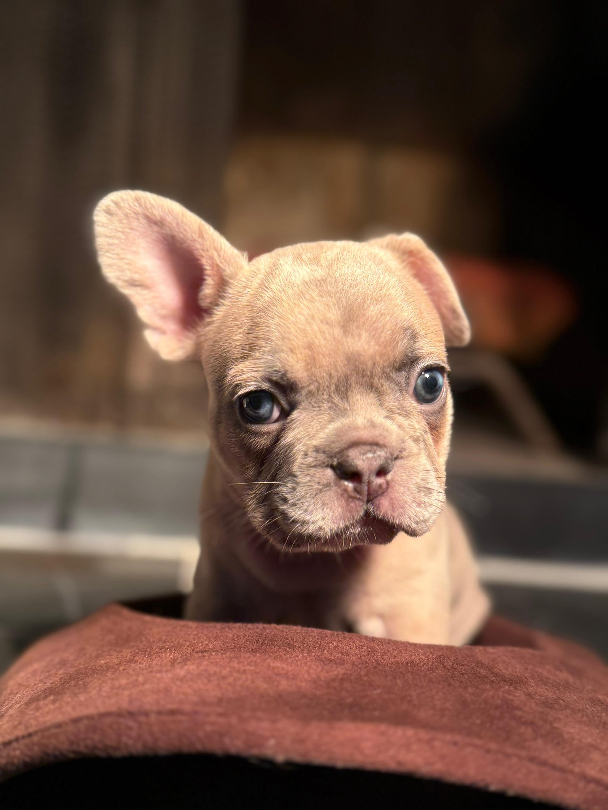 Kilo - AKC Registered Male French Bulldog DOB: 6/14/2025