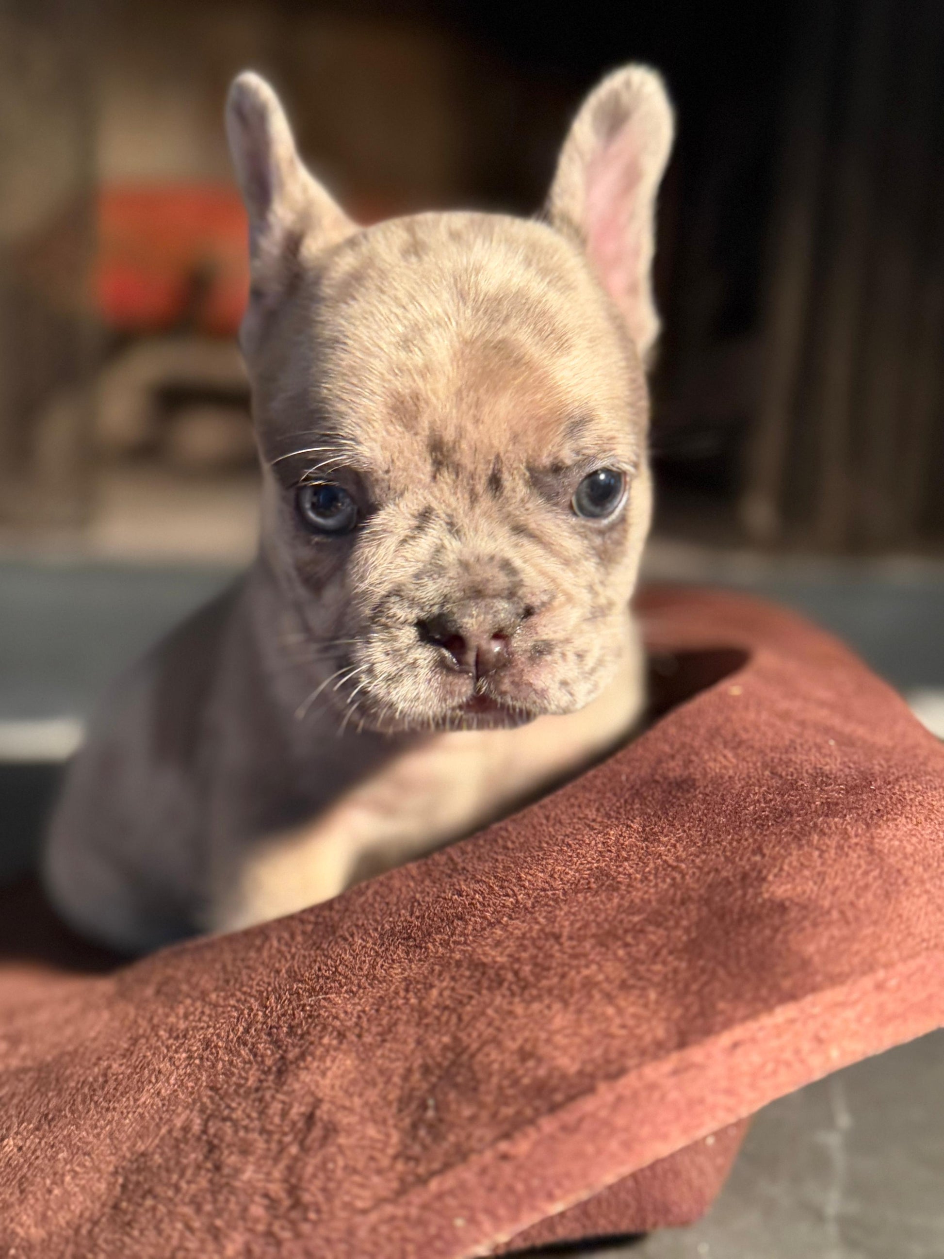 Louis Junior AKC Registered Male French Bulldog - DOB:(6/14/2025)