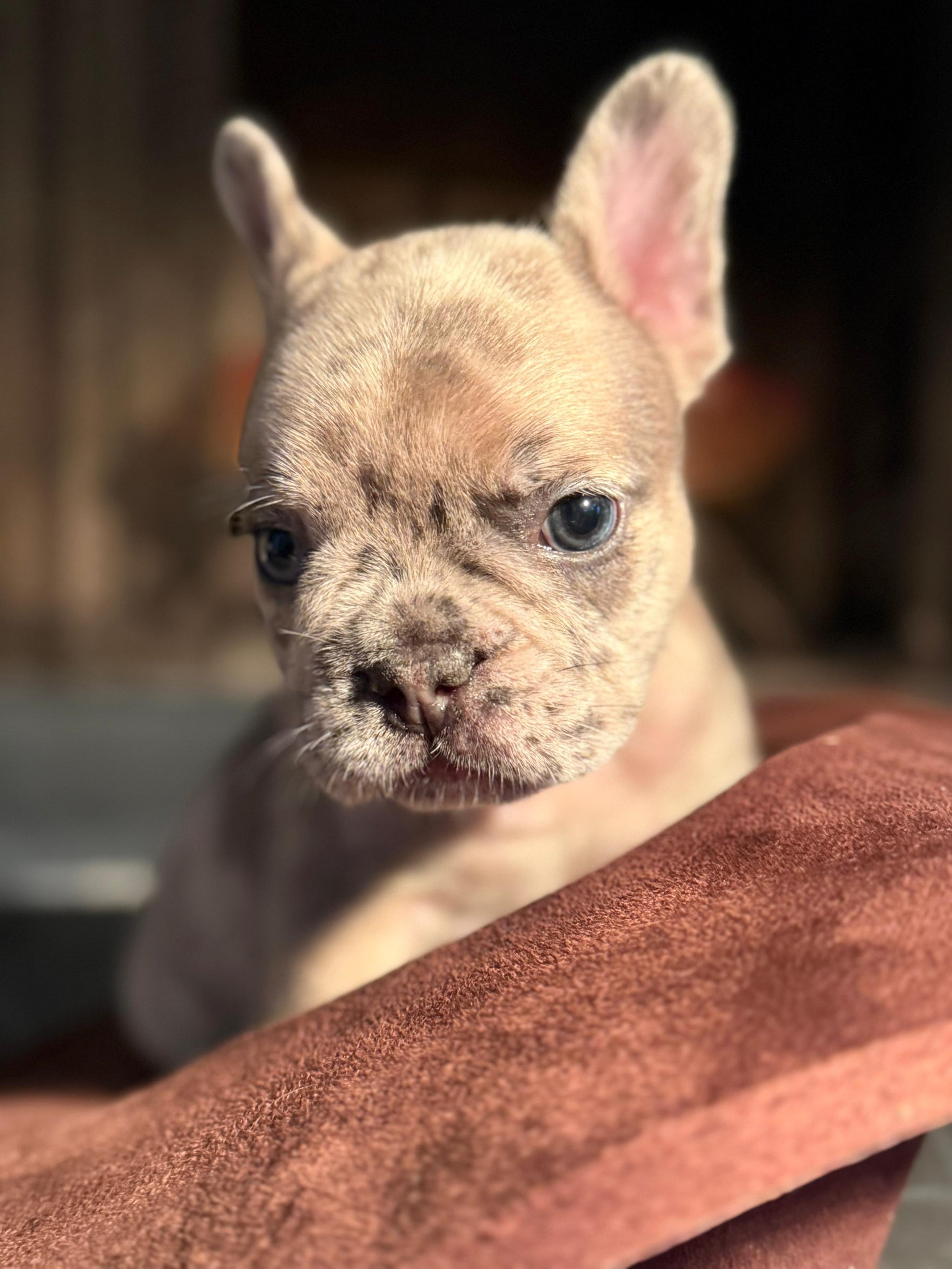Louis Junior AKC Registered Male French Bulldog - DOB:(6/14/2025)