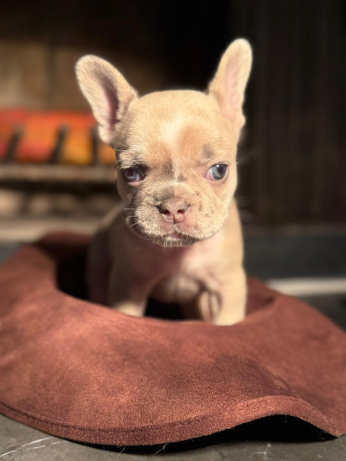 Nova - AKC Registered Female French Bulldog DOB: 6/14/2025