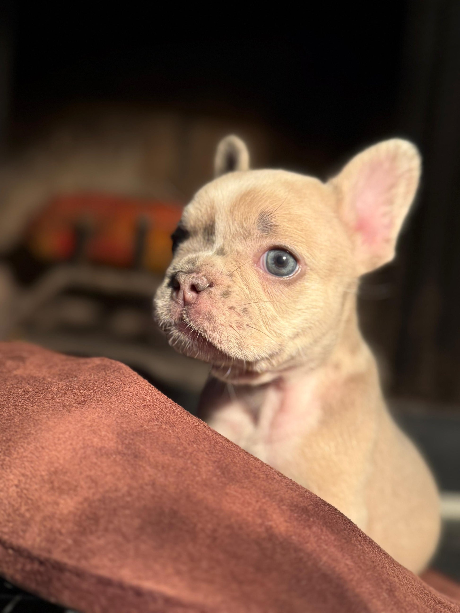 Nova - AKC Registered Female French Bulldog DOB: 6/14/2025