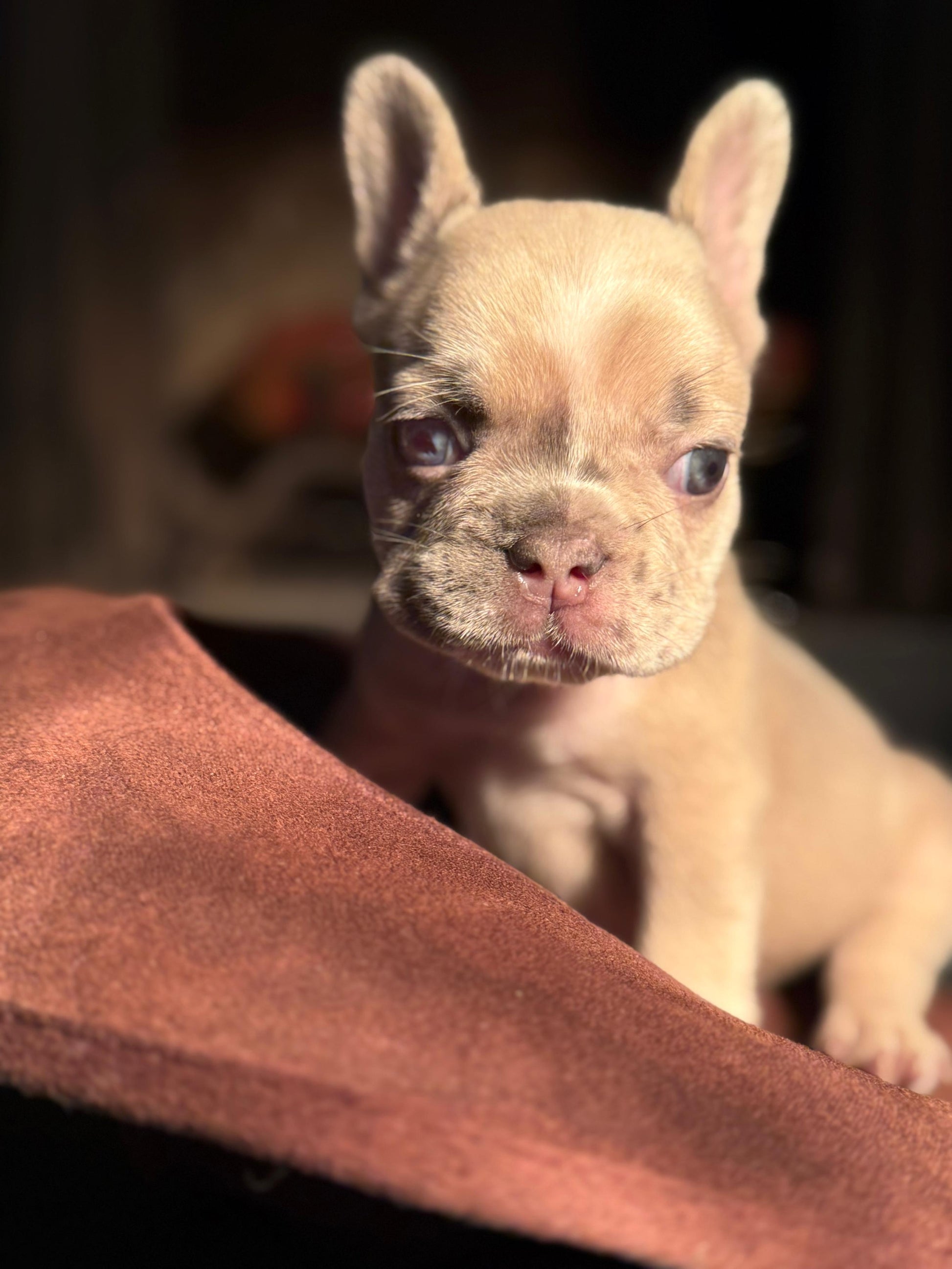 Nova - AKC Registered Female French Bulldog DOB: 6/14/2025