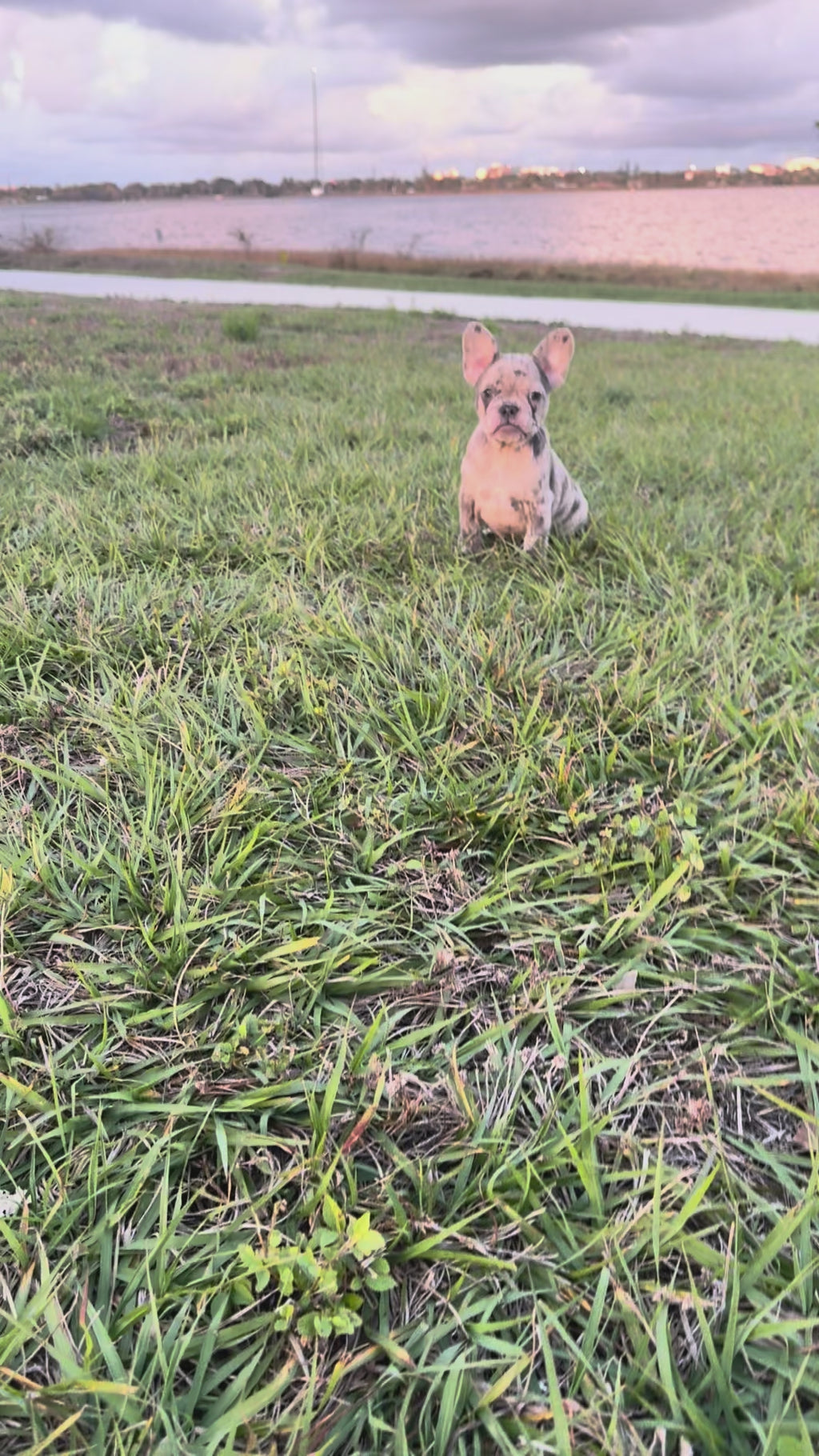 Dotti - AKC Registered Female French Bulldog - DOB:(12/22/2025)