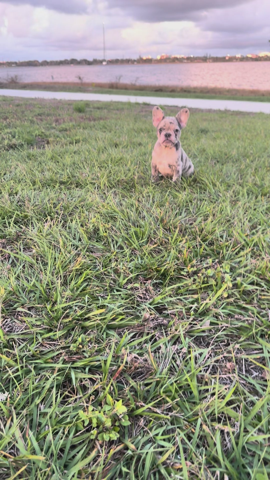 Dotti - AKC Registered Female French Bulldog - DOB:(12/22/2025)