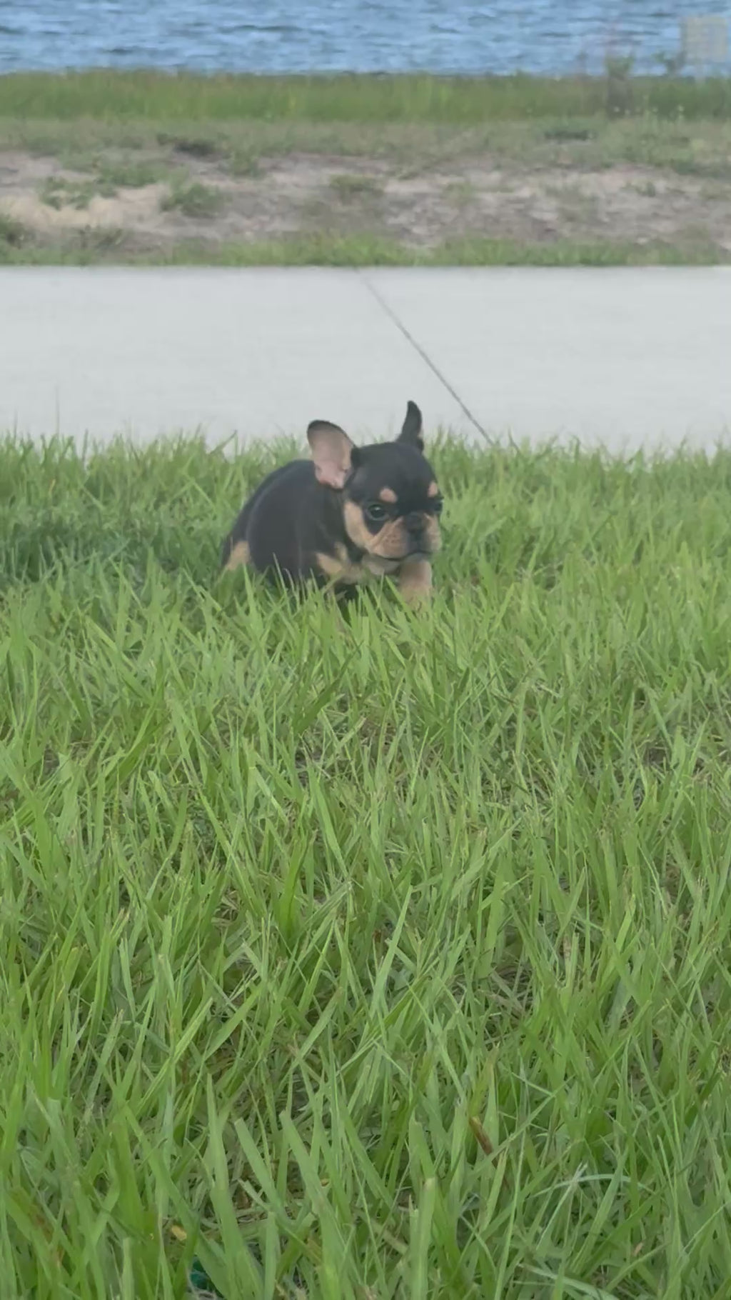 Nino- AKC Registered Male French Bulldog - DOB:(3/20/2026)