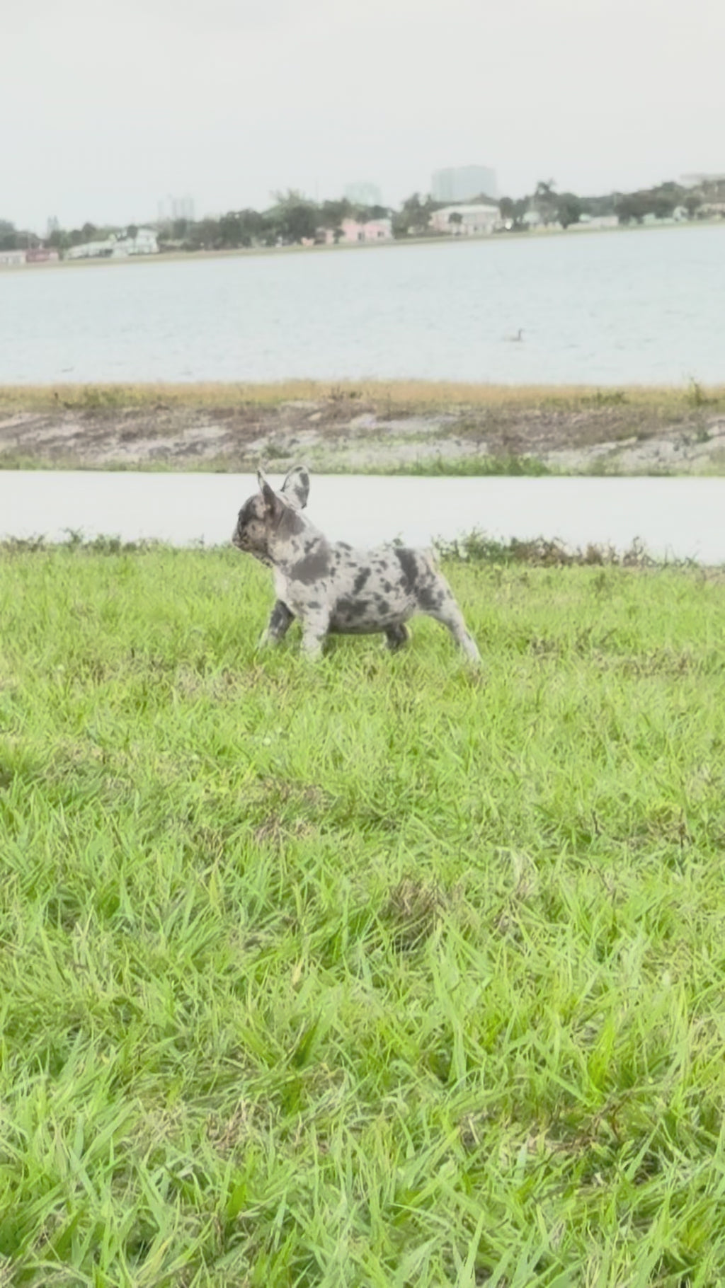 Denim - AKC Registered Female French Bulldog- DOB: (12/22/2025)