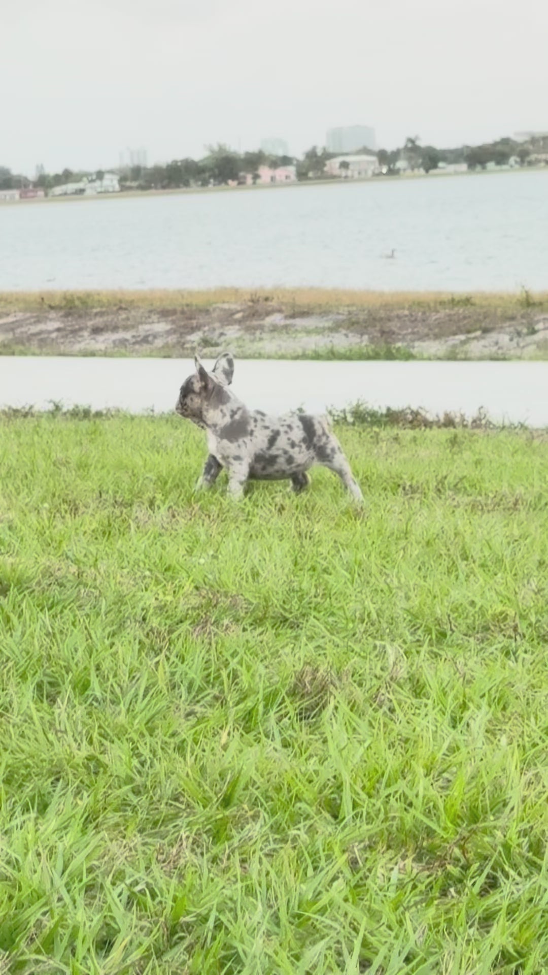 Denim - AKC Registered Female French Bulldog- DOB: (12/22/2025)