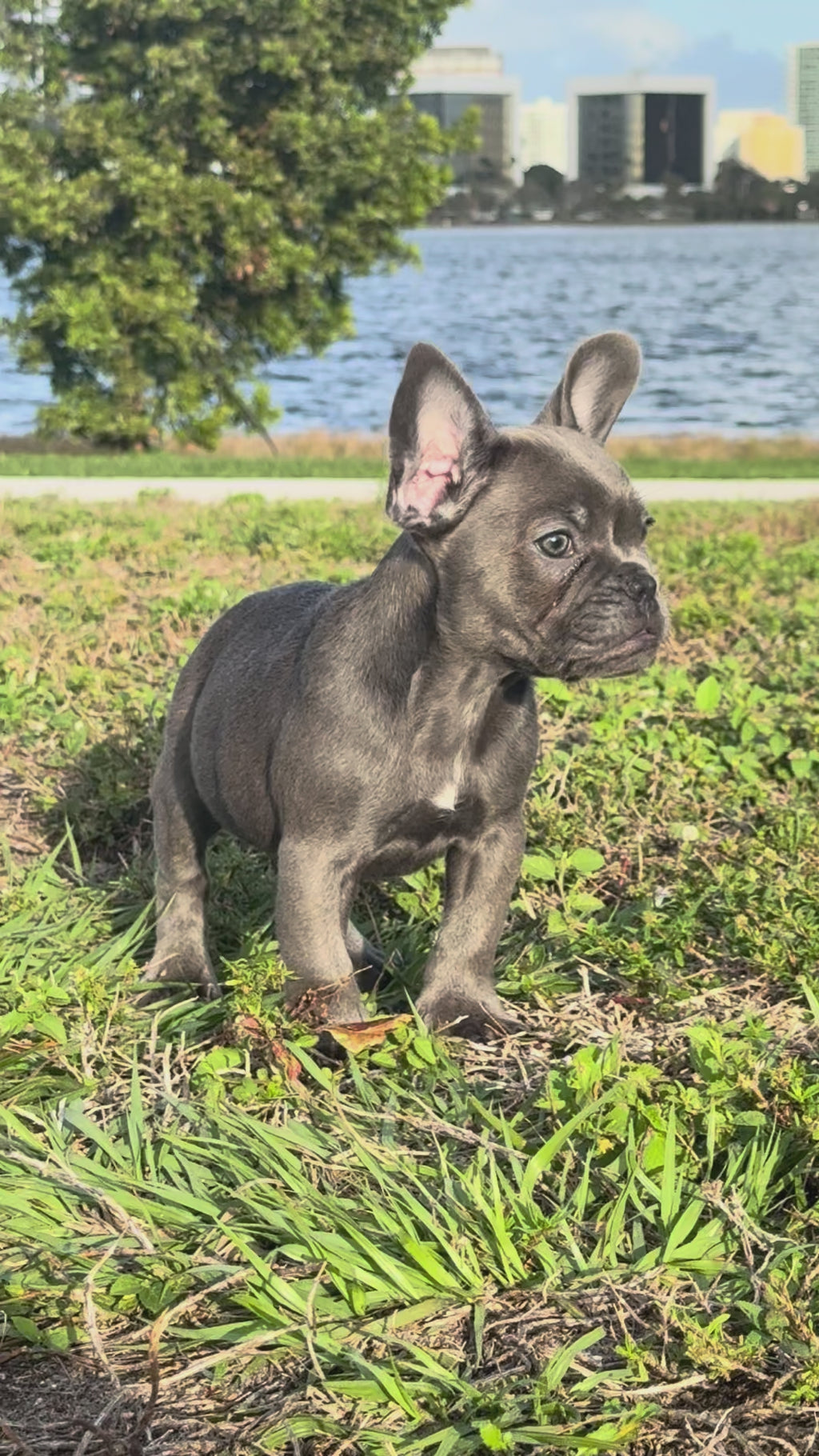 Dox - AKC Registered Male French Bulldog- DOB: (12/22/2025)