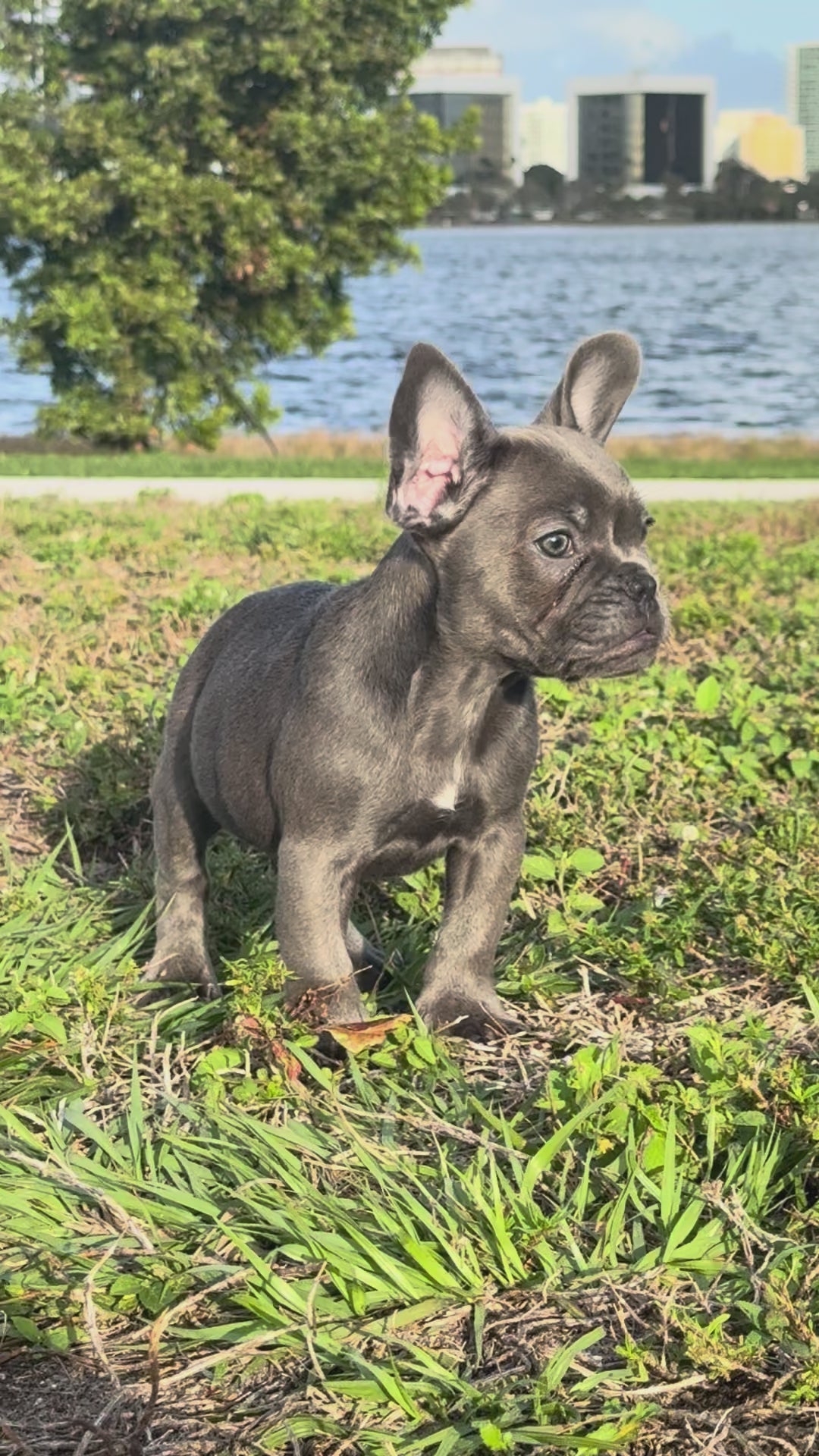 Dox - AKC Registered Male French Bulldog- DOB: (12/22/2025)