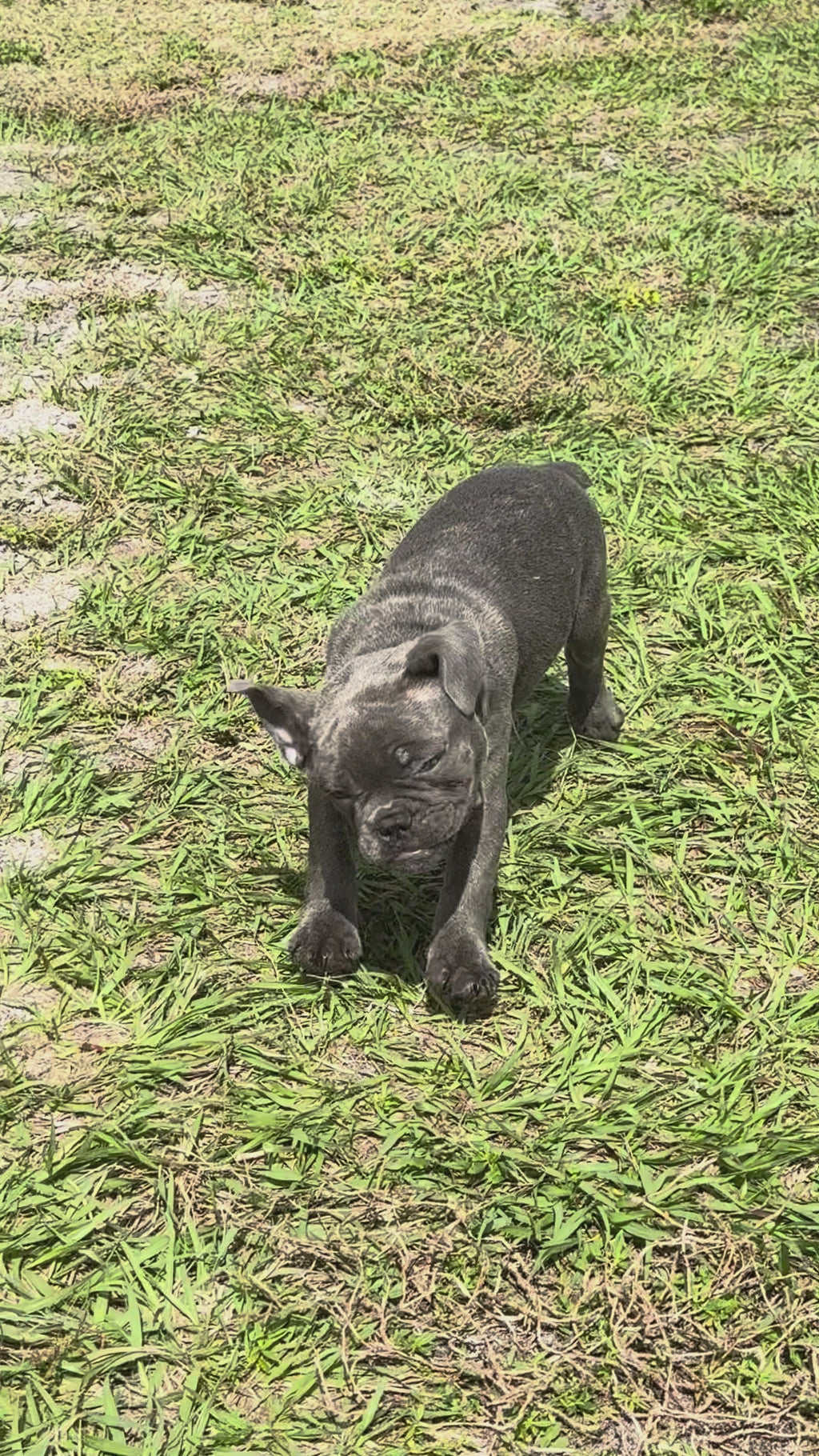 Daisy - AKC Registered Female French Bulldog - DOB: (12/22/2025)
