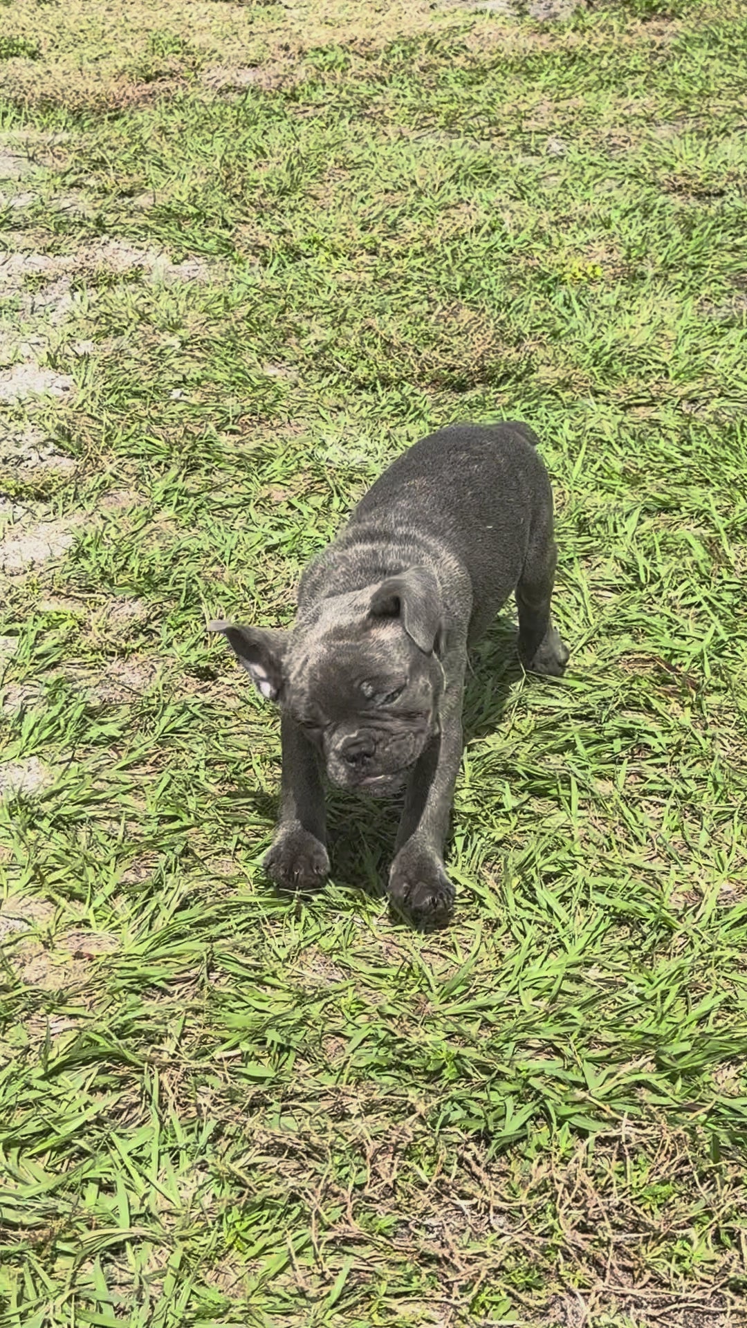 Daisy - AKC Registered Female French Bulldog - DOB: (12/22/2025)
