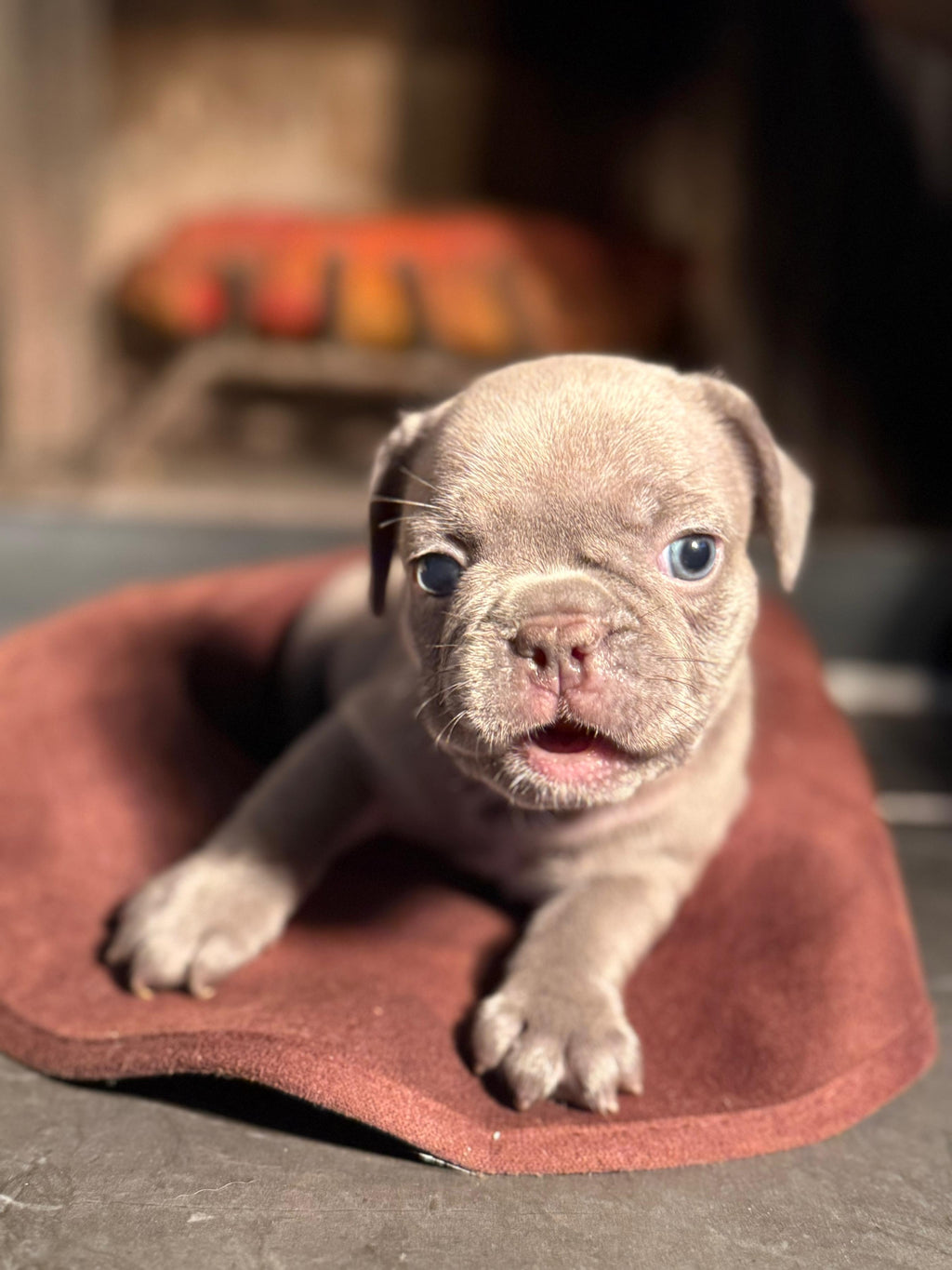 Princess - AKC Registered Female French Bulldog - DOB:(6/14/2025)