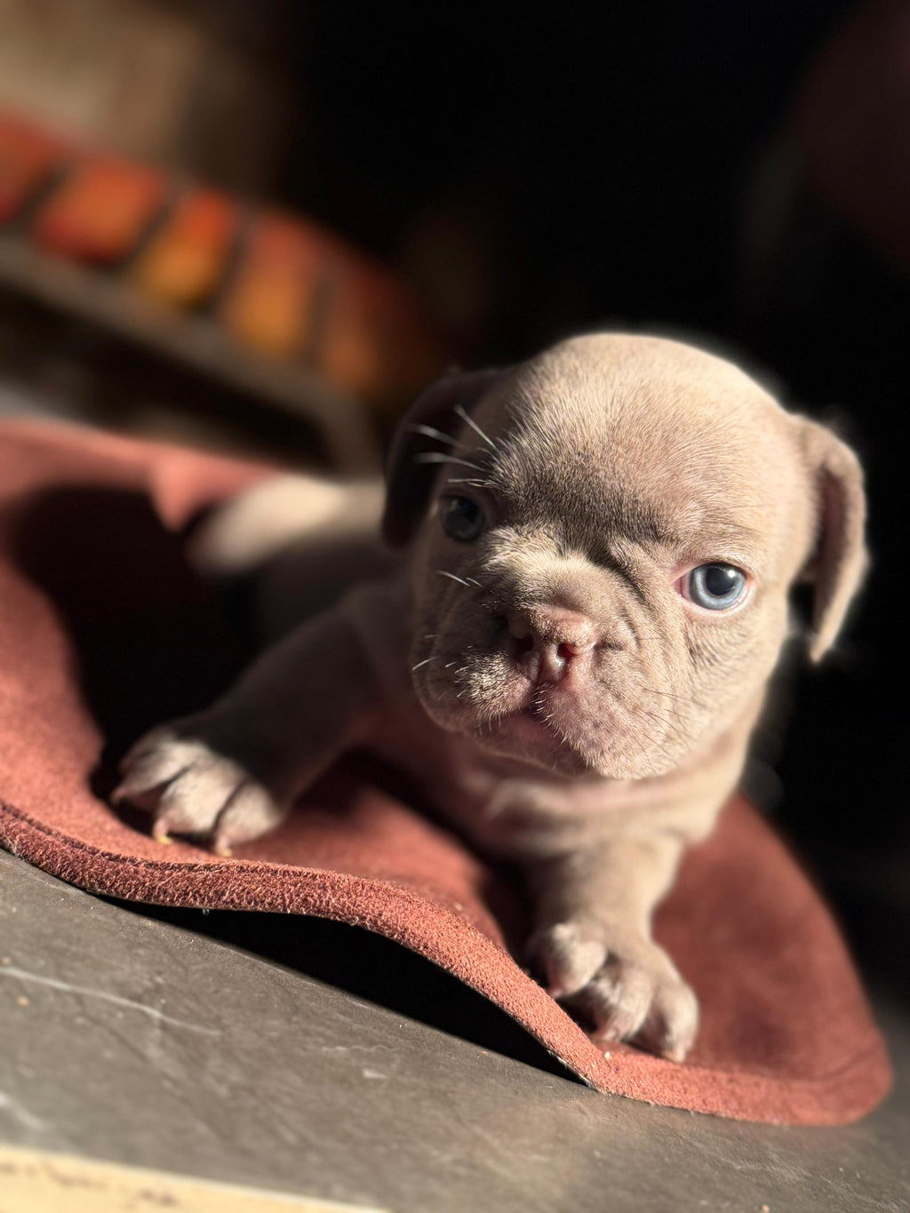 Princess - AKC Registered Female French Bulldog - DOB:(6/14/2025)